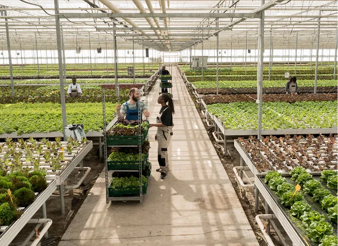 People working among crops in a large greenhouse