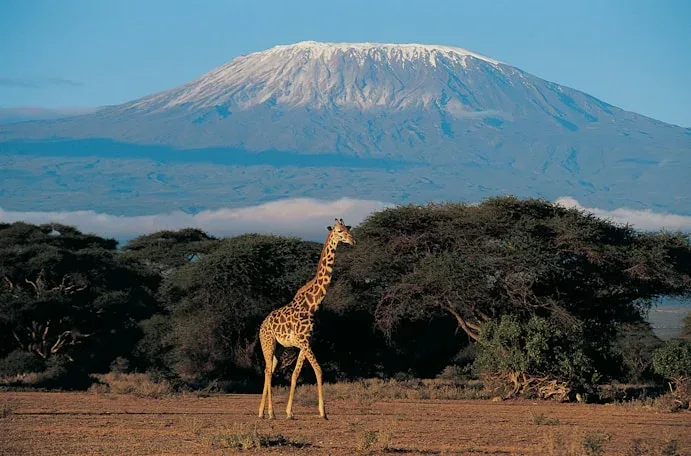 Giraffe crossing an East African geothermal landscape